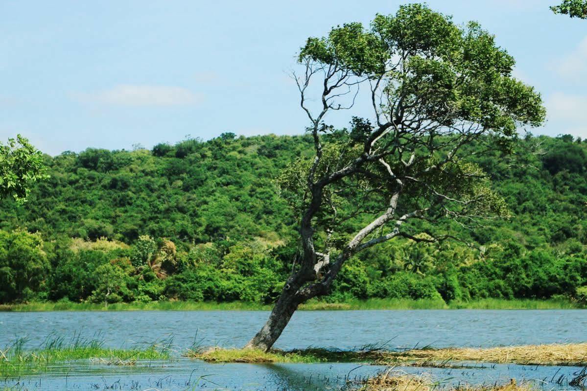 Athena Lake By Seedevi Dambulla Eksteriør billede